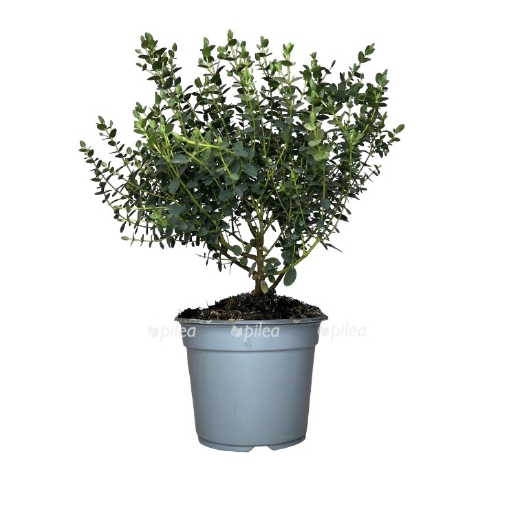 c973e7e2-8a46-442c-bb45-6e6ea65886d6.jpeg c973e7e2 8a46 442c bb45 6e6ea65886d6