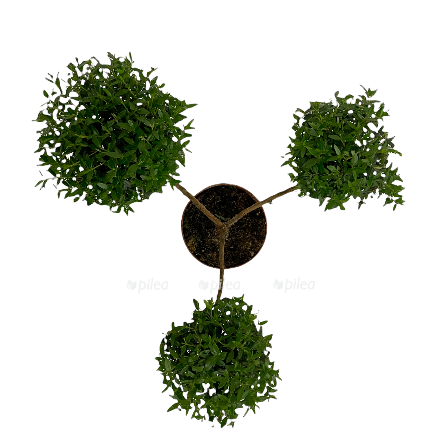 c9dcfa18 26a6 4945 adb1 299c643034bb