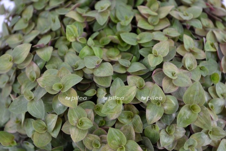 callisia turtle 742x495 1