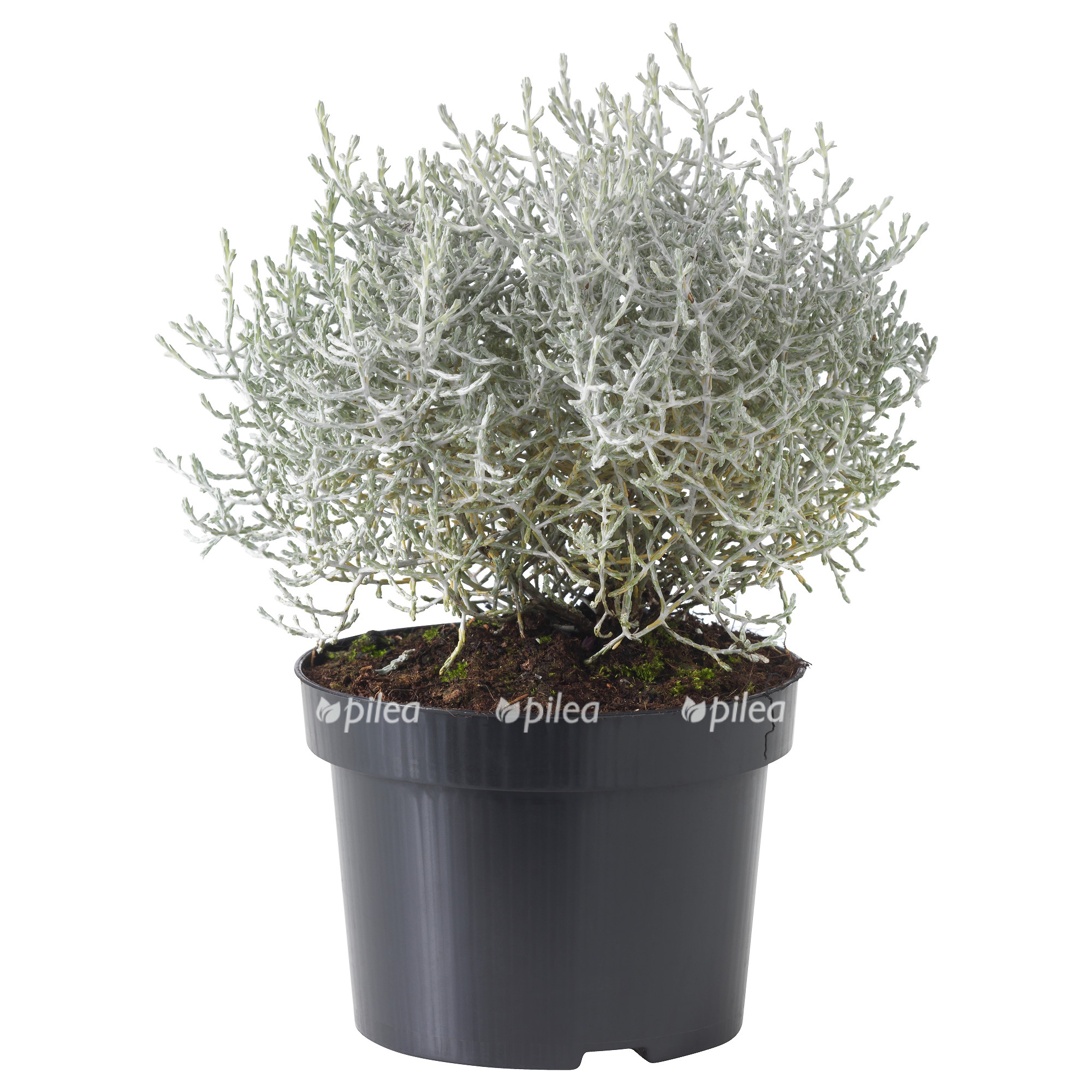 calocephalus brownii roslina doniczkowa 70308398