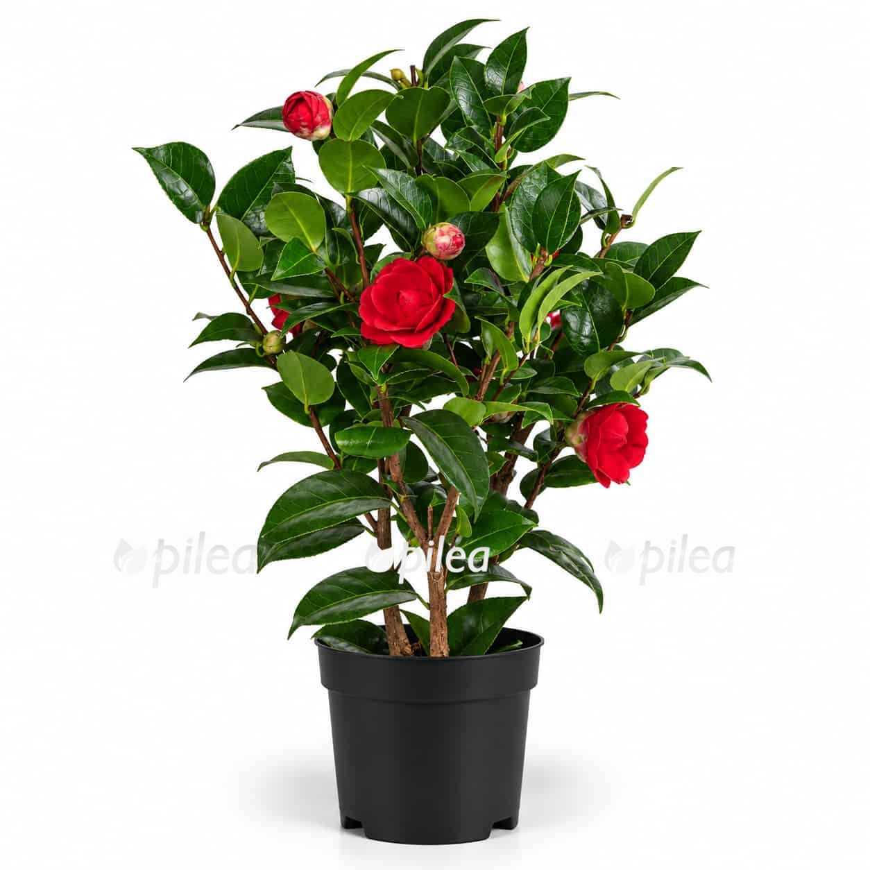 camellia japonica