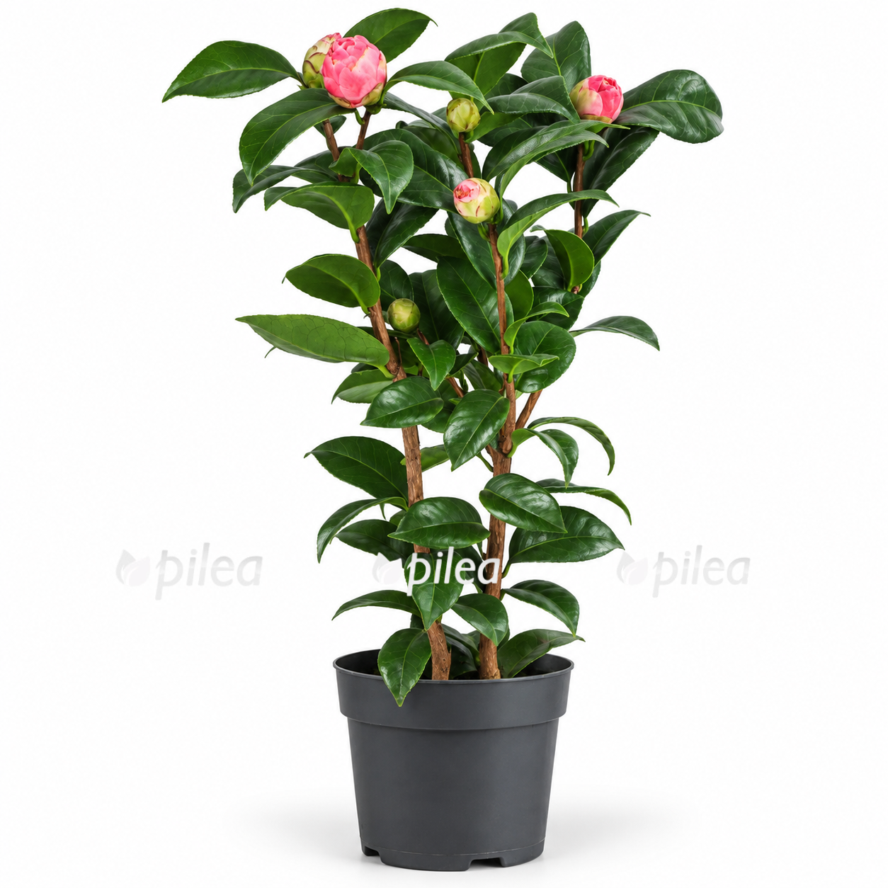 camellia japonica pink