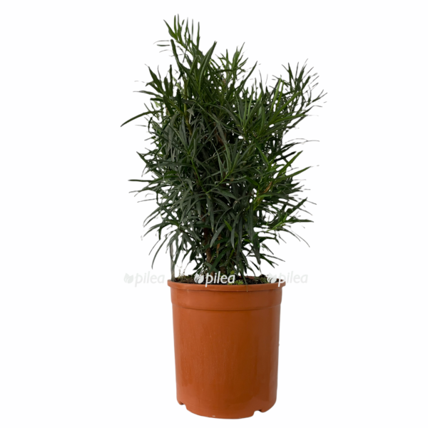 cc03d143 50e0 4838 9a49 24fecb7bb9e0 e1676529725903