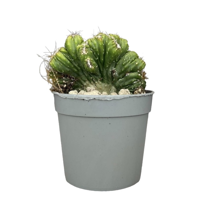 cc375944-93f4-4ade-8e05-477e1dd4fa02.jpeg cc375944 93f4 4ade 8e05 477e1dd4fa02