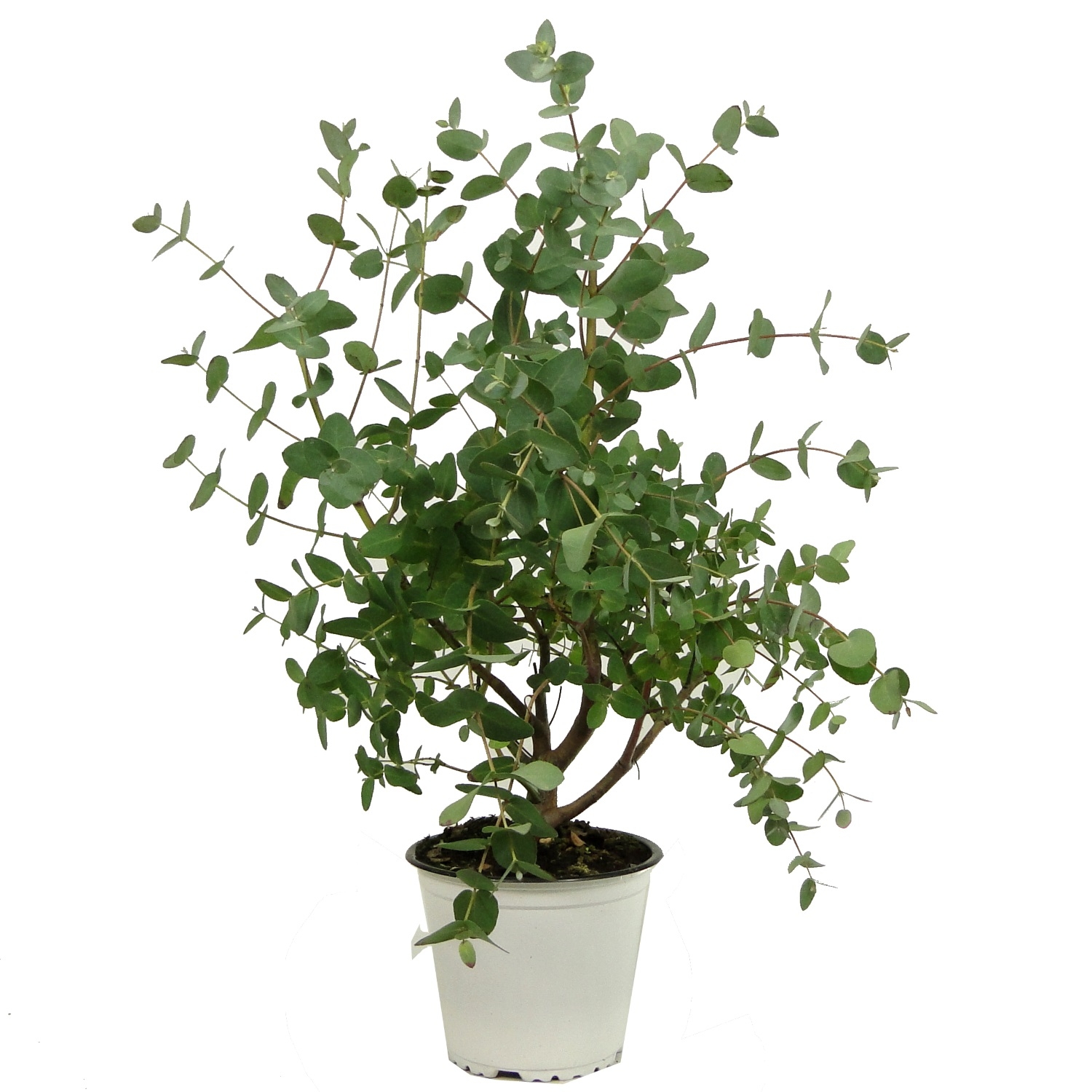 cd7c101f56866d1c4d42653d4a986d81