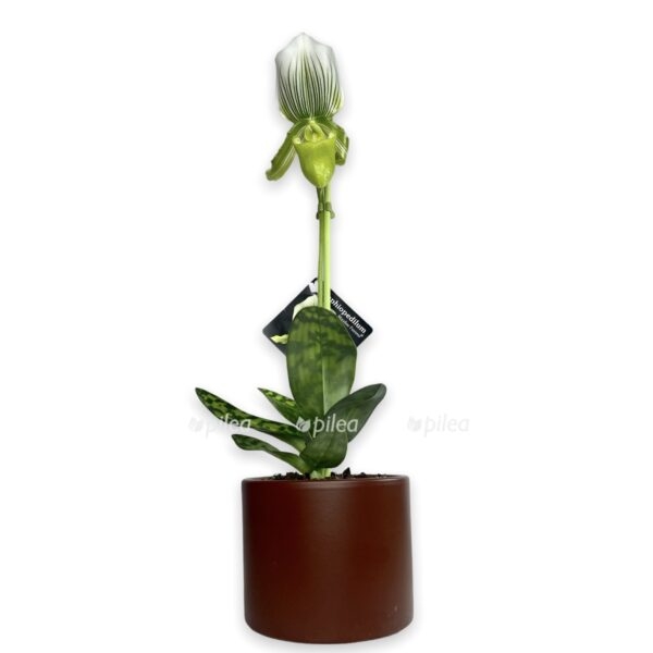 ceb4a195 67c0 42eb 9f9d d68b4f7ae25a e1667333966374