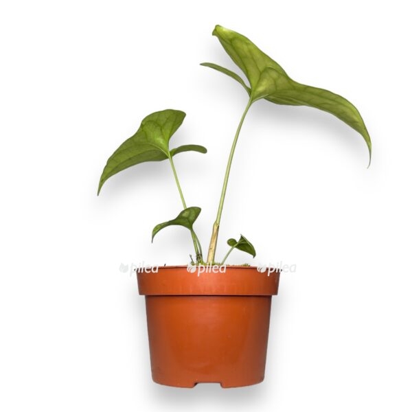 cercestis mirabilis e1725719099334