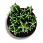 cereus florida