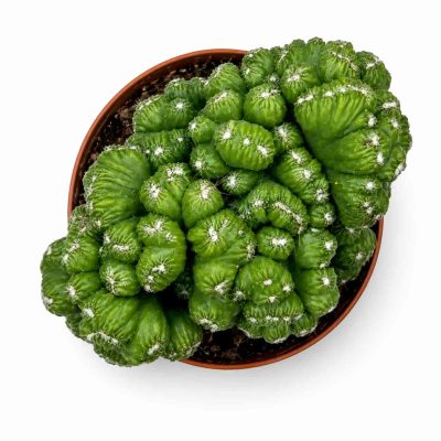 Цереус Перувианус Кристата купить