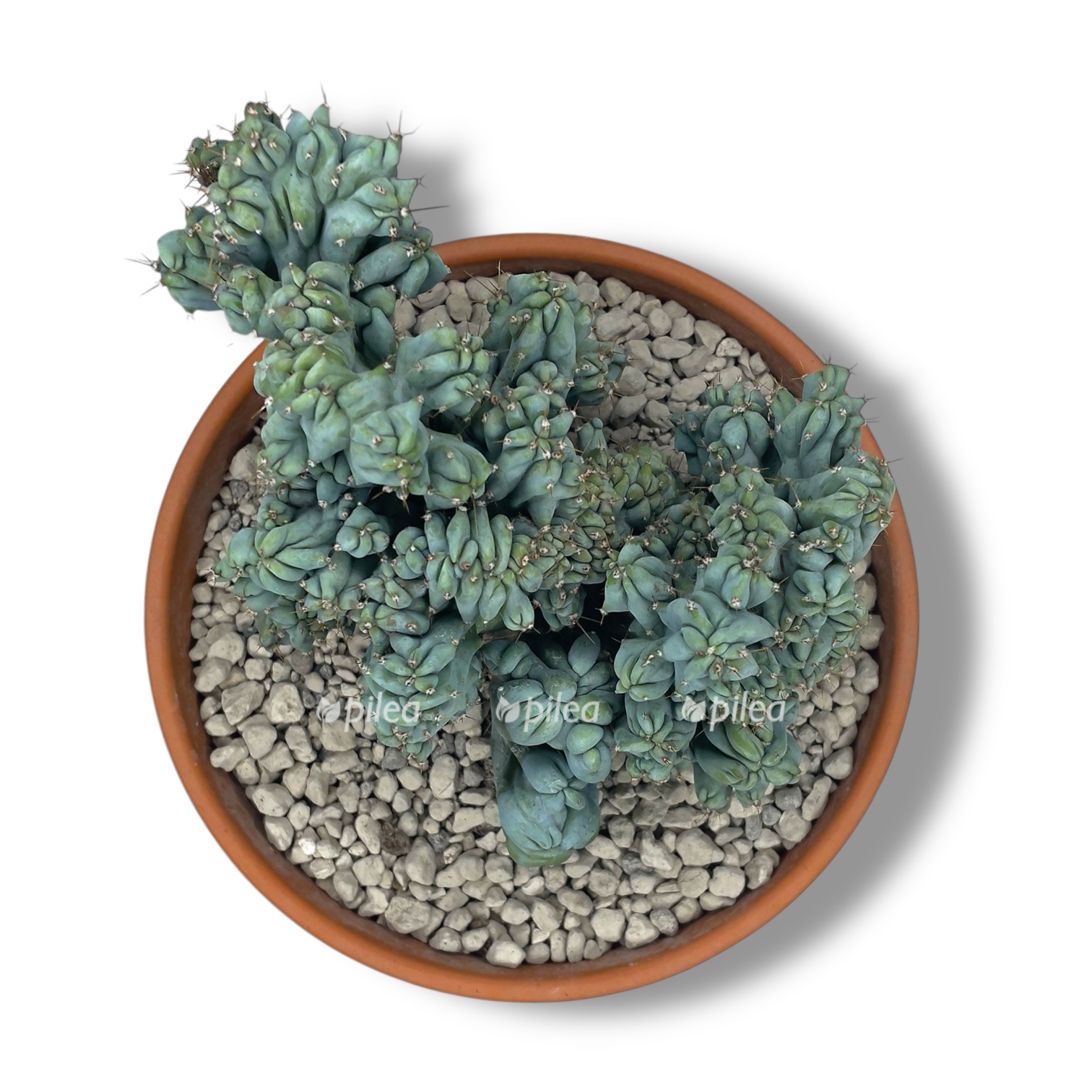 cereus peruvianus monstrosus