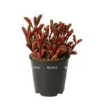 cf66ad910630cd816b8cdcd5c3cb8373 plant identification cacti and succulents
