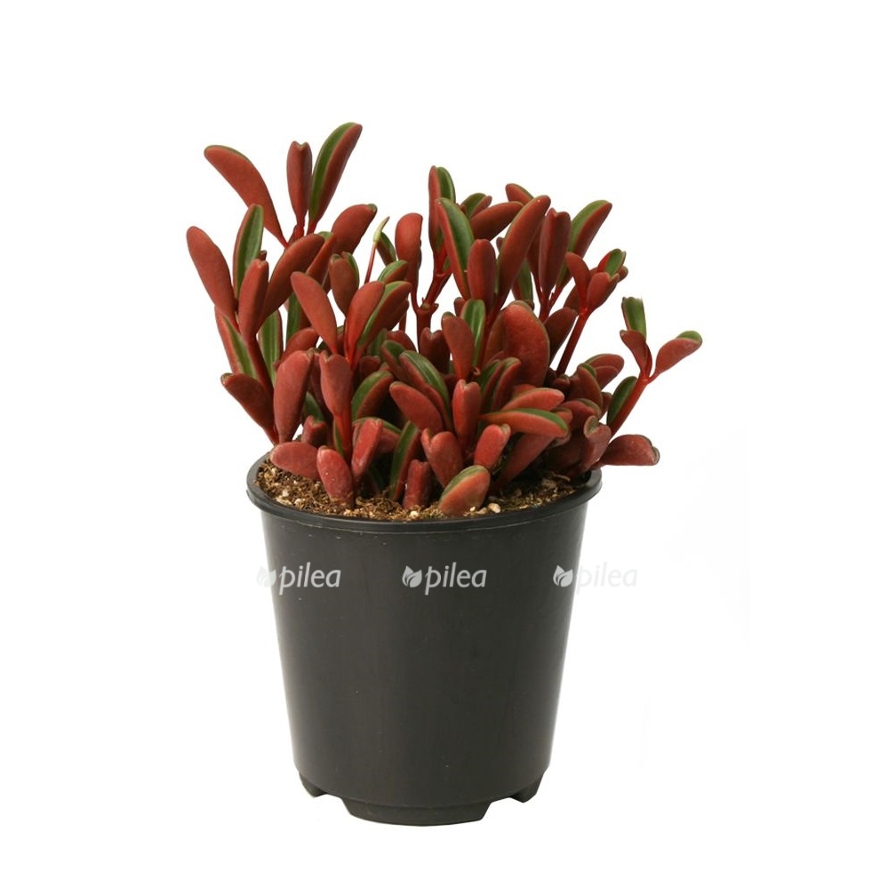 cf66ad910630cd816b8cdcd5c3cb8373 plant identification cacti and succulents