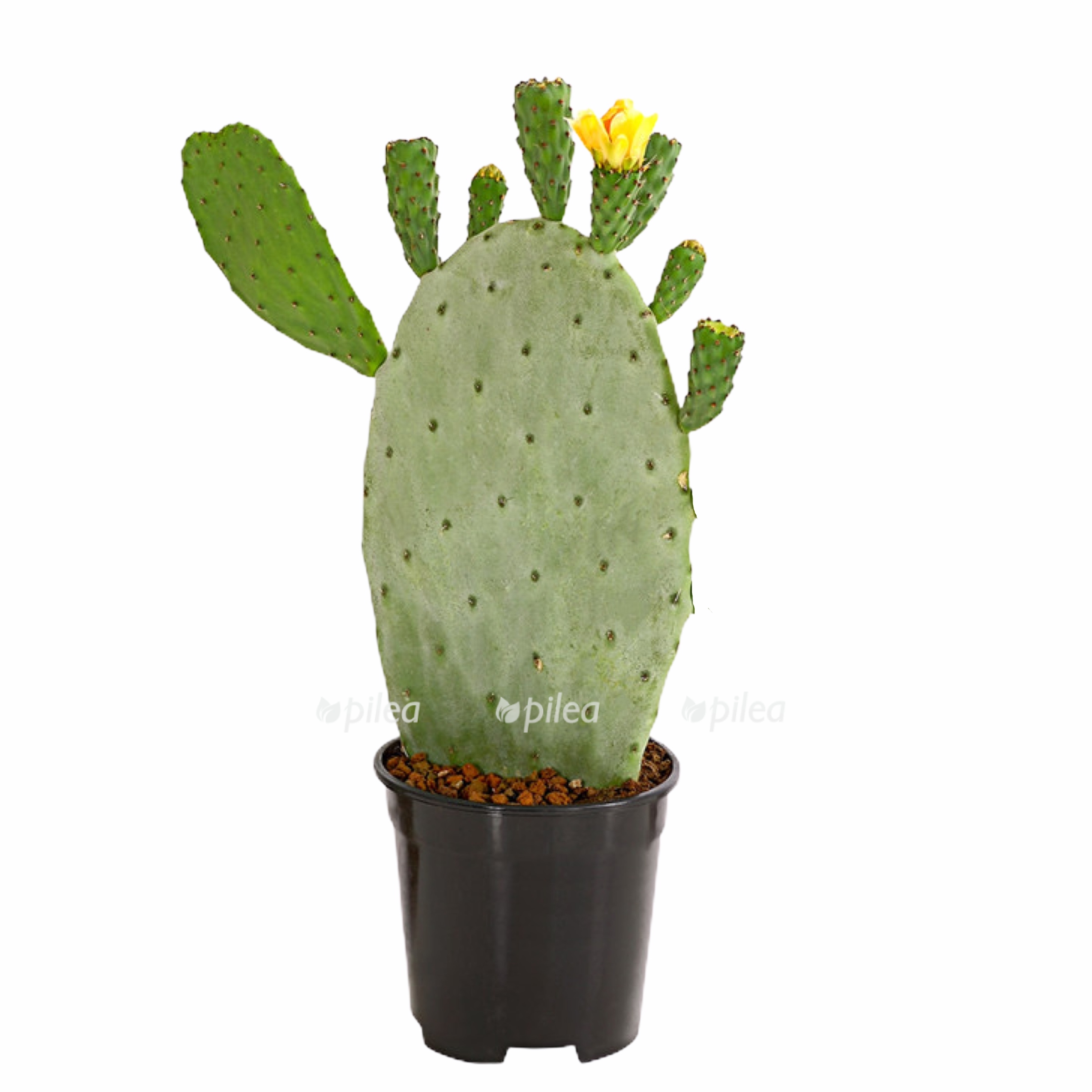 cfc3ba1c f2a7 481a 9fe8 5b7edd81a4bd