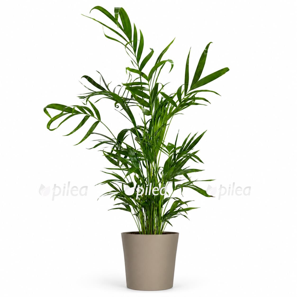 chamaedorea cataractarum