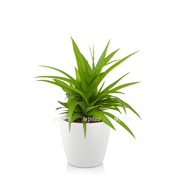 chlorophytum lemon