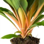 chlorophytum orchidastrum green orange stems 2000x