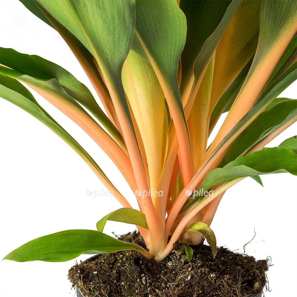 chlorophytum orchidastrum green orange