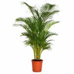 chrysalidocarpus 150sm