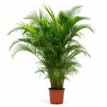 chrysalidocarpus 200sm