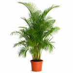 chrysalidocarpus 200sm