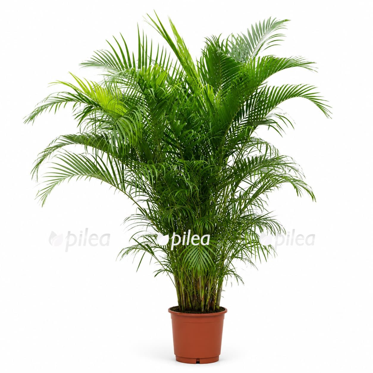 chrysalidocarpus 200sm