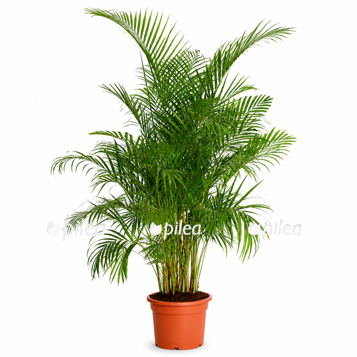 chrysalidocarpus-200sm chrysalidocarpus 200sm