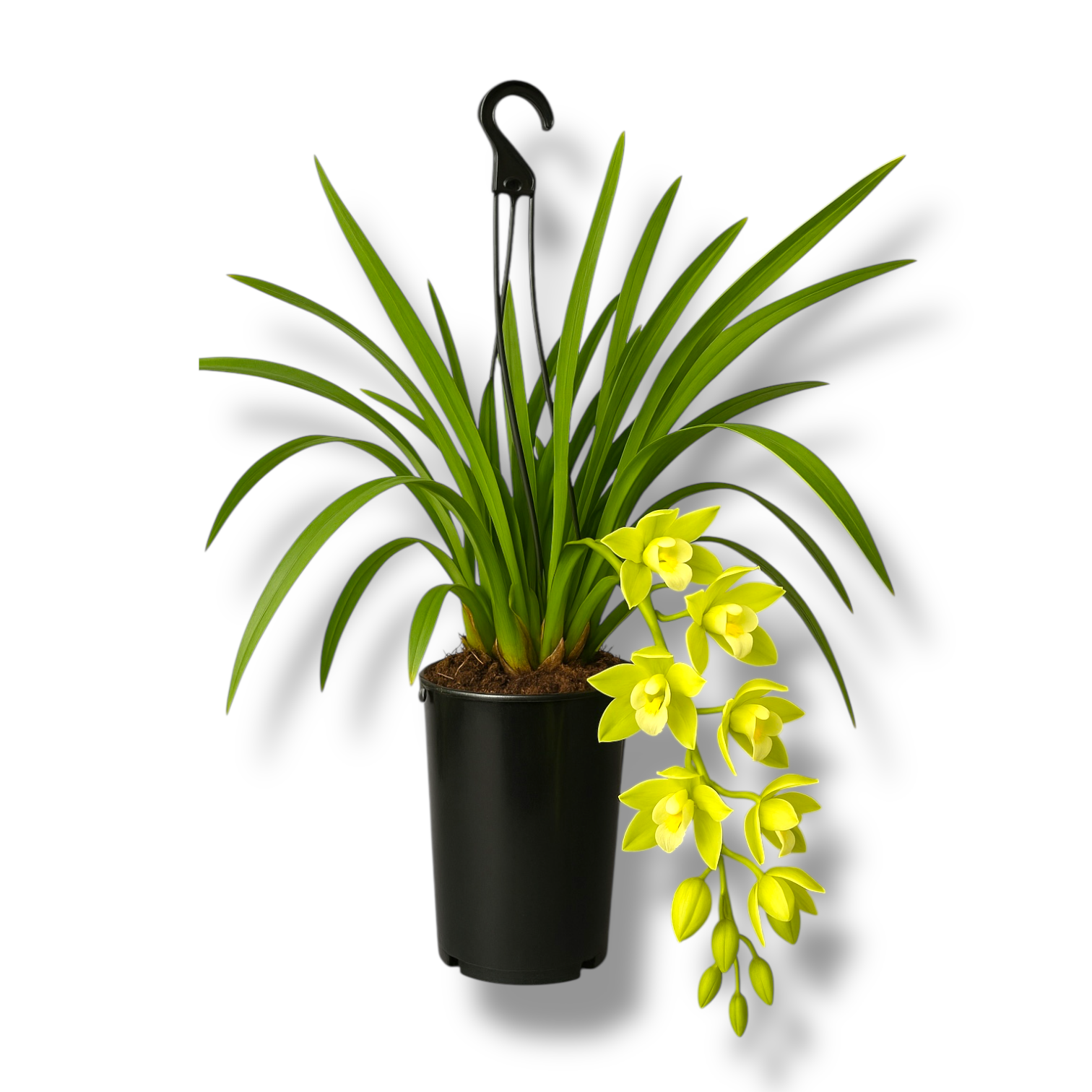 cimbidium dzhennifer