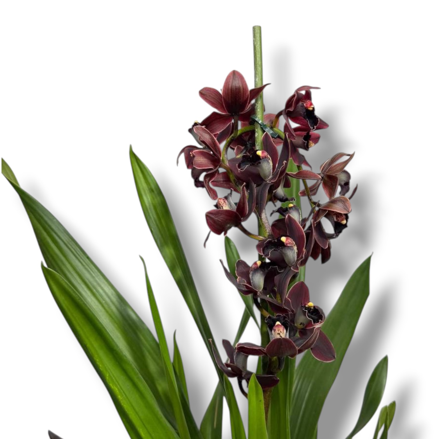 cimbidium kali najt