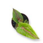 cirtosperma dzhonstona e1723476034897