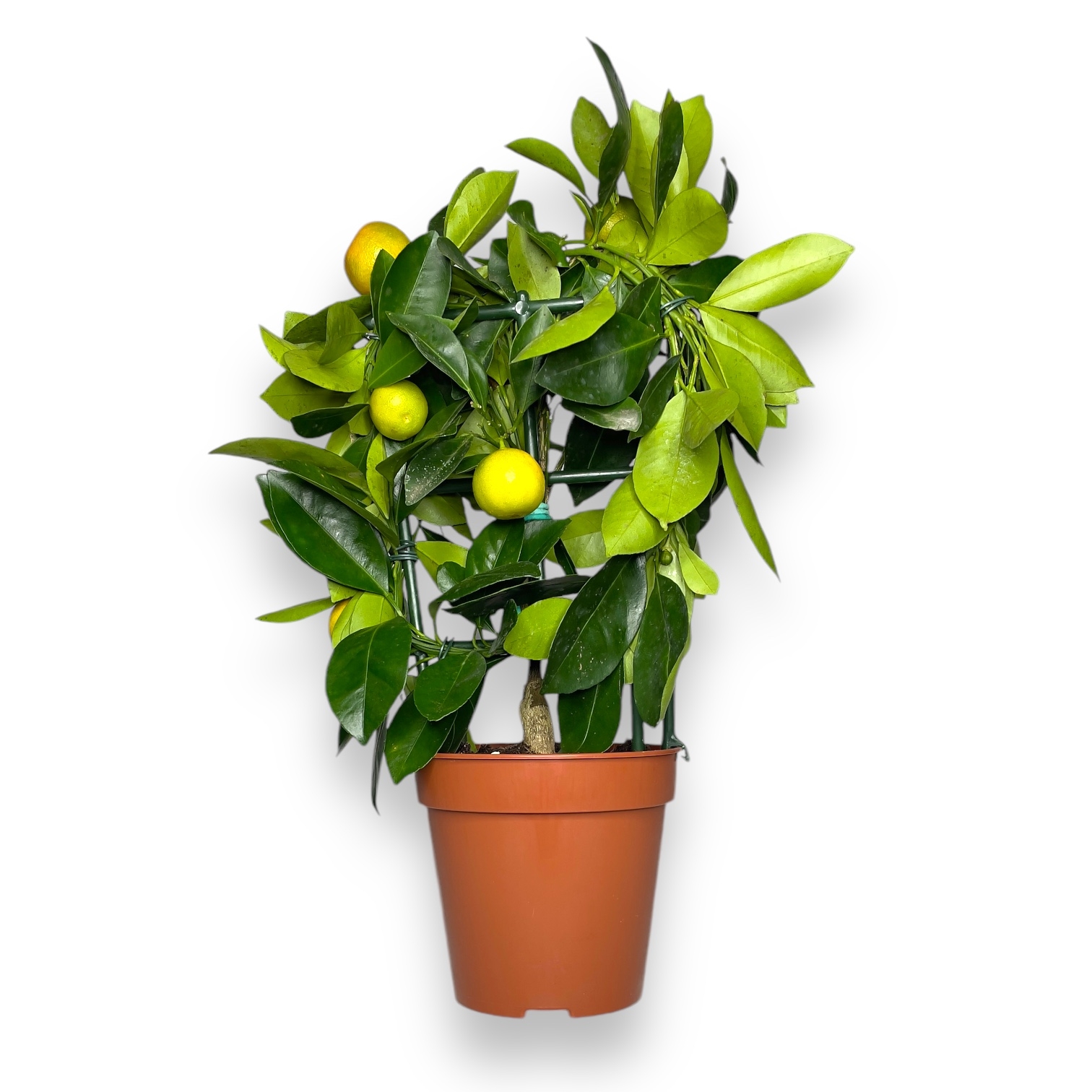 citrofortunella kalamondin na reshetke