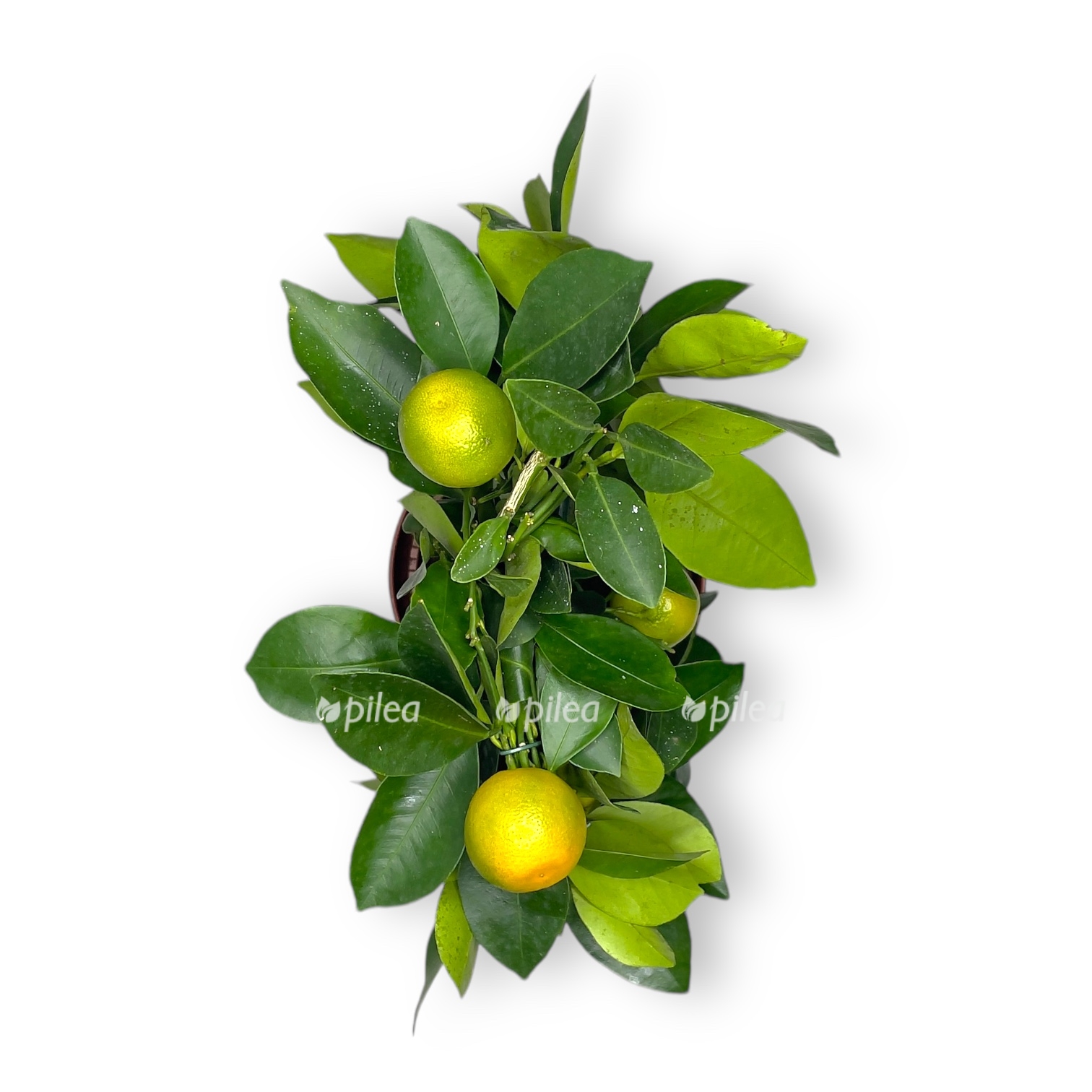 citrofortunella kalamondin na reshetke 1 1