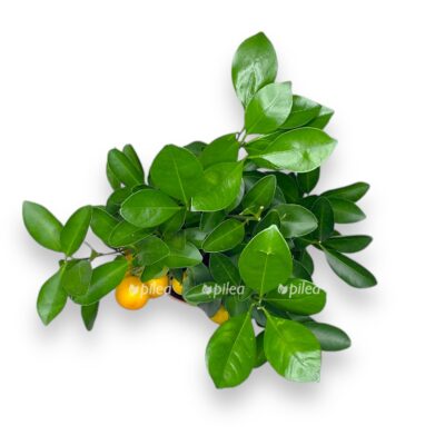 citrofortunella kalamondin shtamb