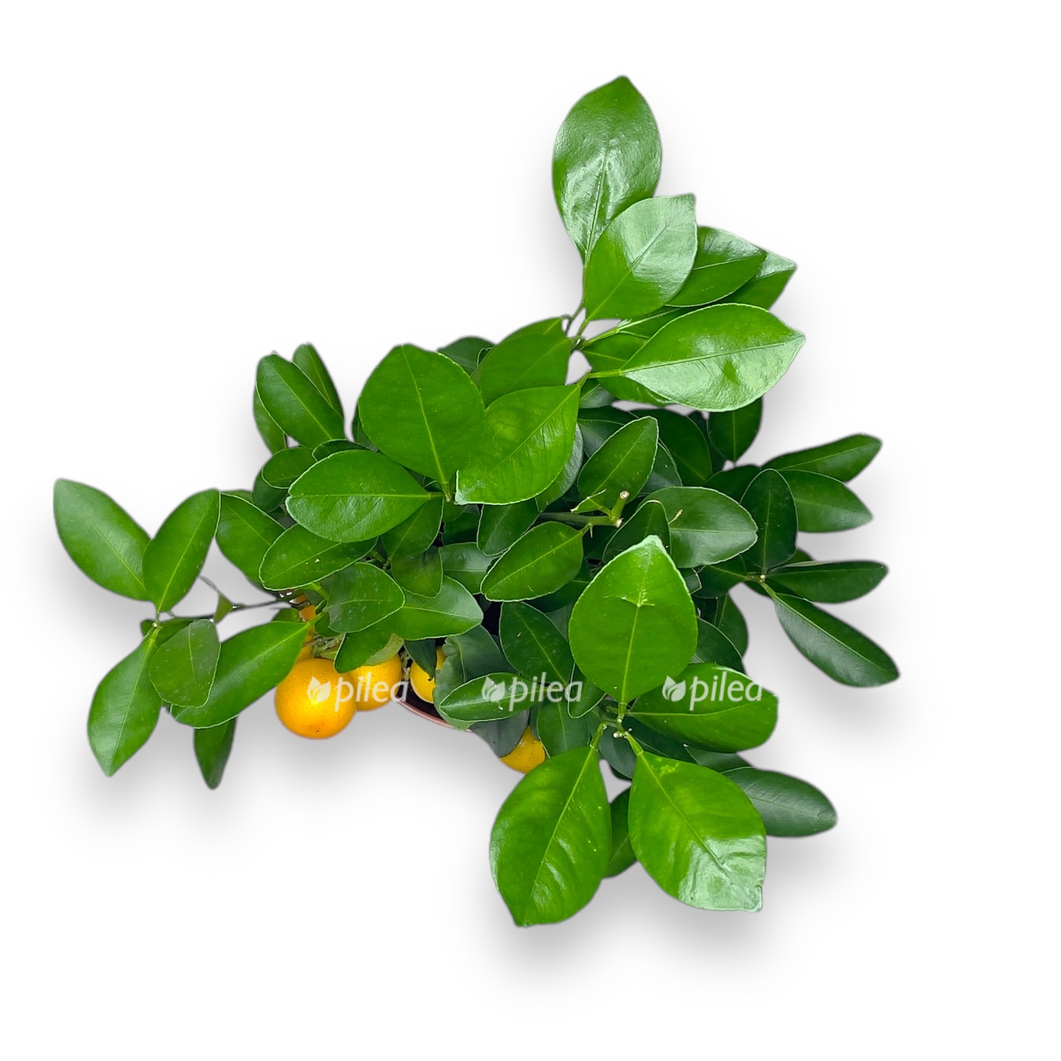 citrofortunella kalamondin shtamb