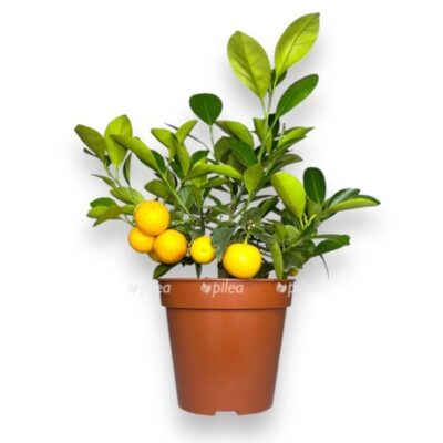 citrofortunella kalamondin shtamb 1 1 e1763880000462