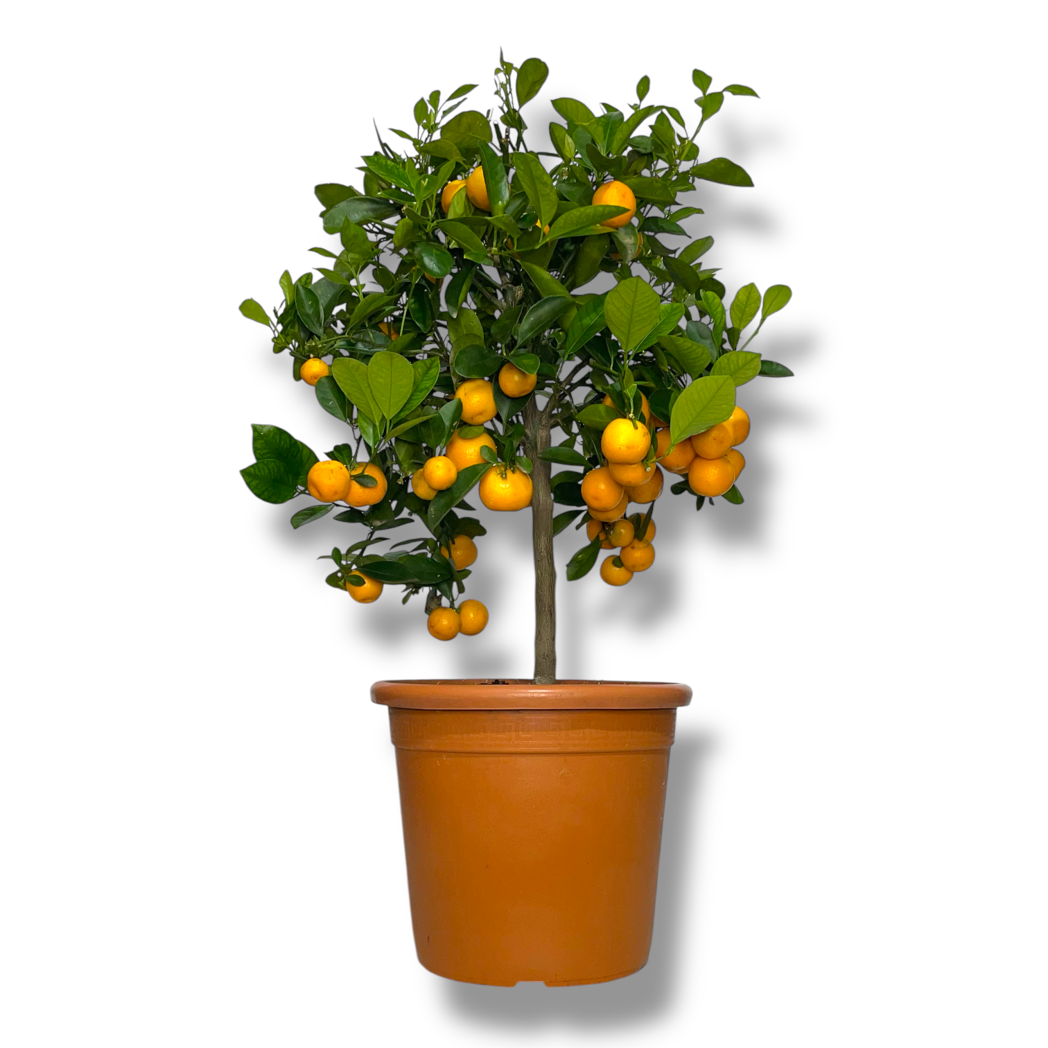 citrofortunella kalamondin shtamb