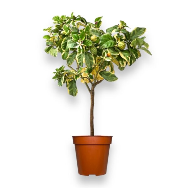 citrofortunella kalamondin variegata shtamb e1740377142395