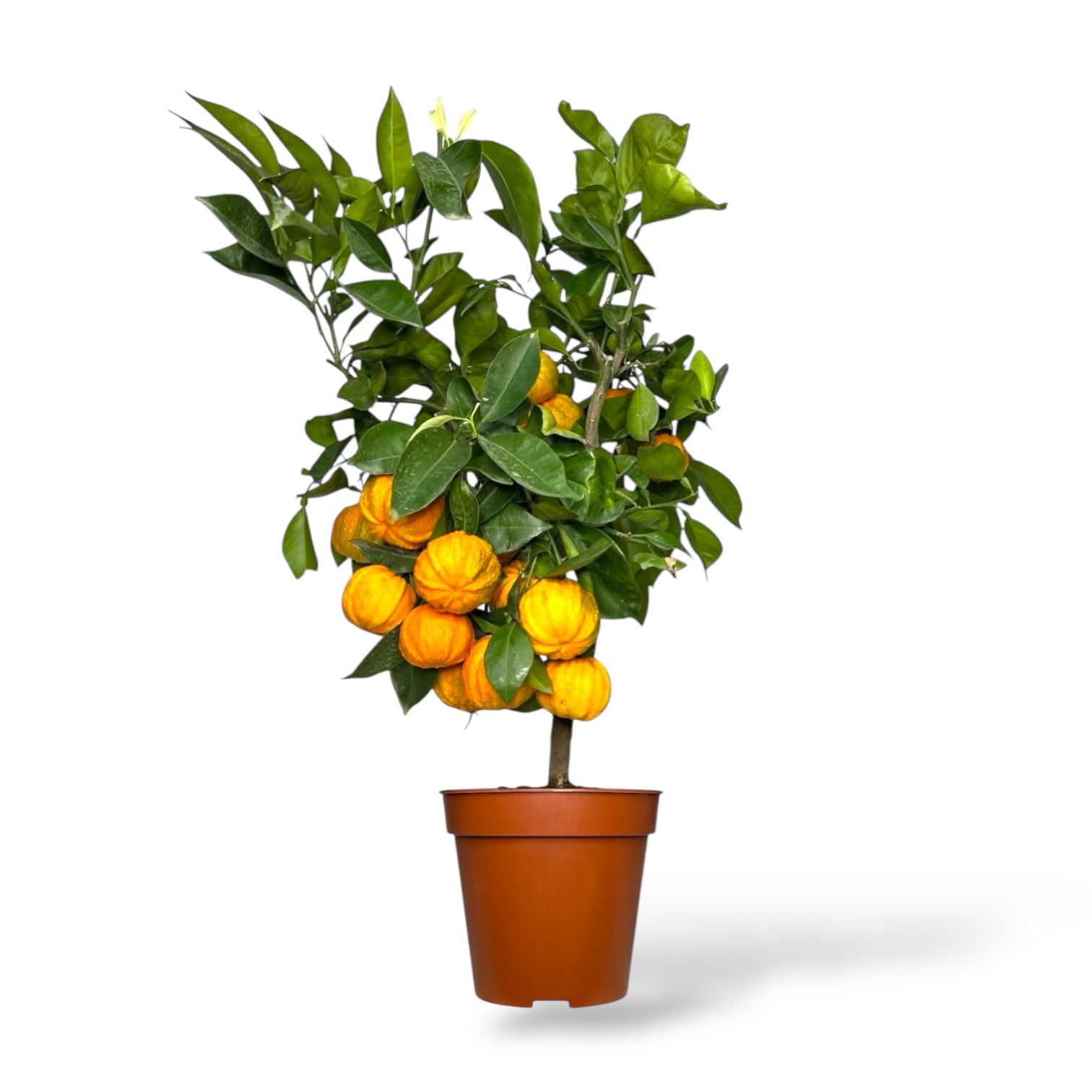 citrofortunella kanalikulata shtamb