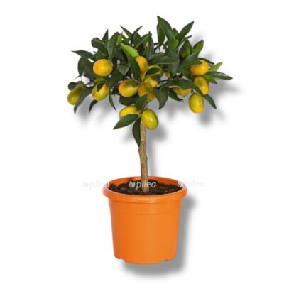 citrofortunella kumkvat shtamb e1769974631677