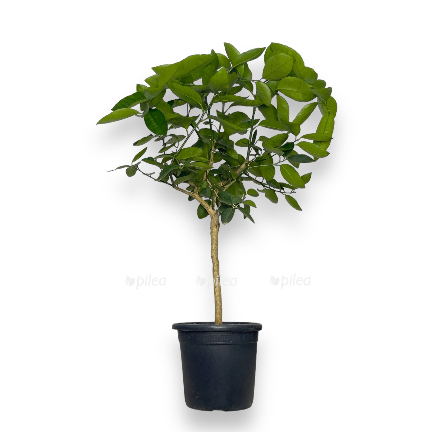 citrofortunella laim rosso