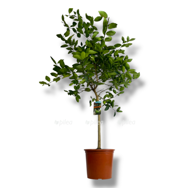 citrofortunella lajm shtamb e1767687532481