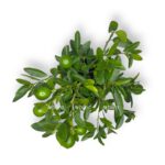 citrofortunella lajmkvat shtamb