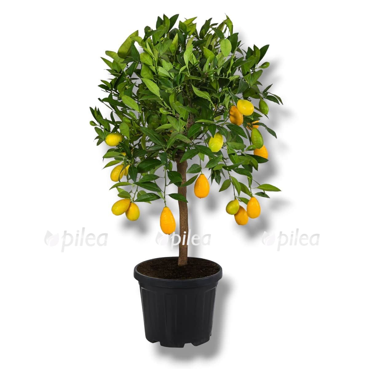 Цитрофортунелла Лаймкват штамб купить