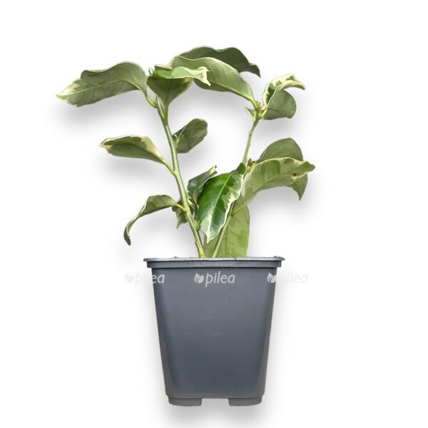 citrofortunulla limon variegata e1722699816974