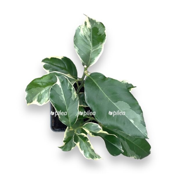 citrofortunulla limon variegata e1722699830882