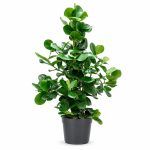 clusia rosea princess