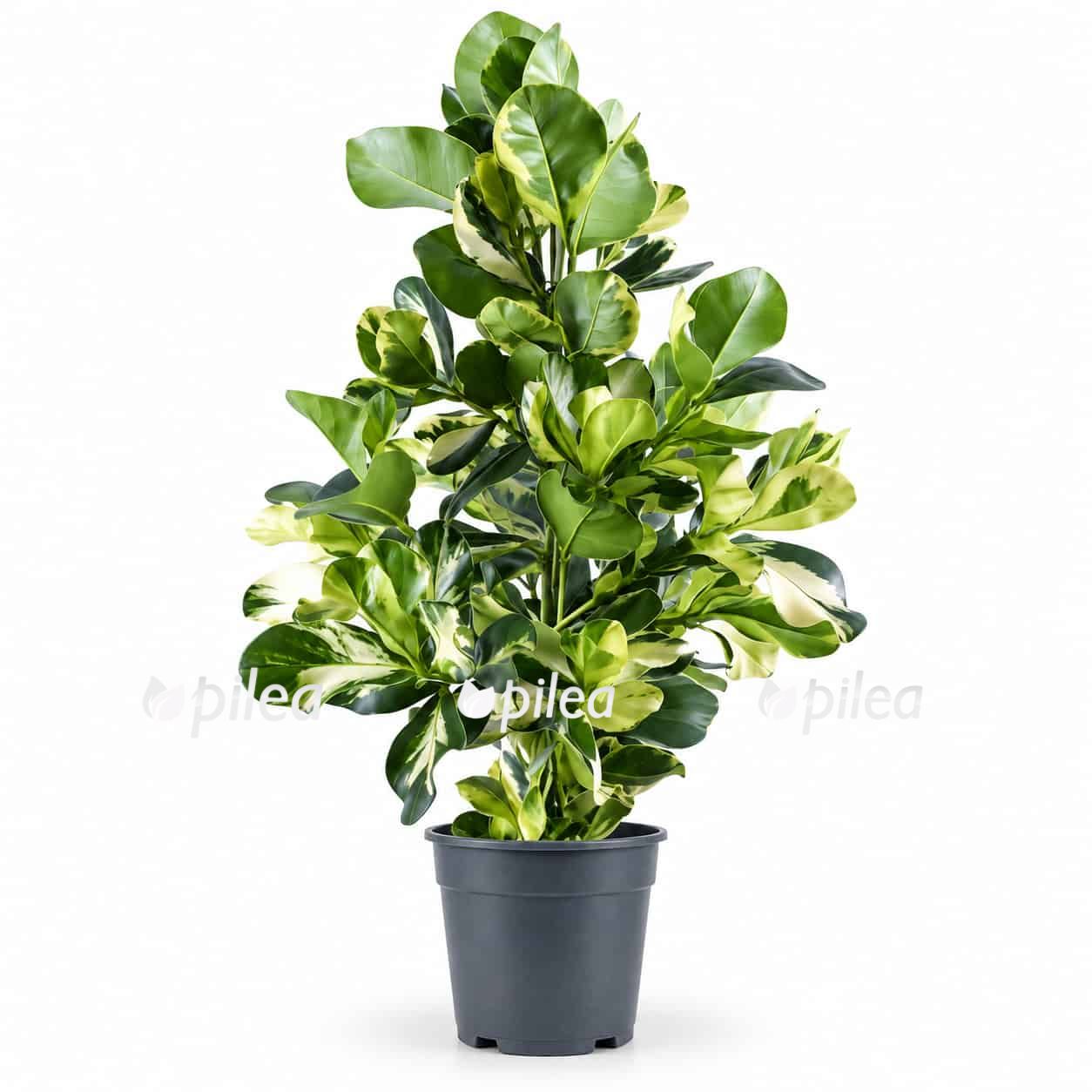 clusia variegata 2