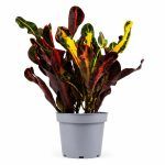 codiaeum mammy