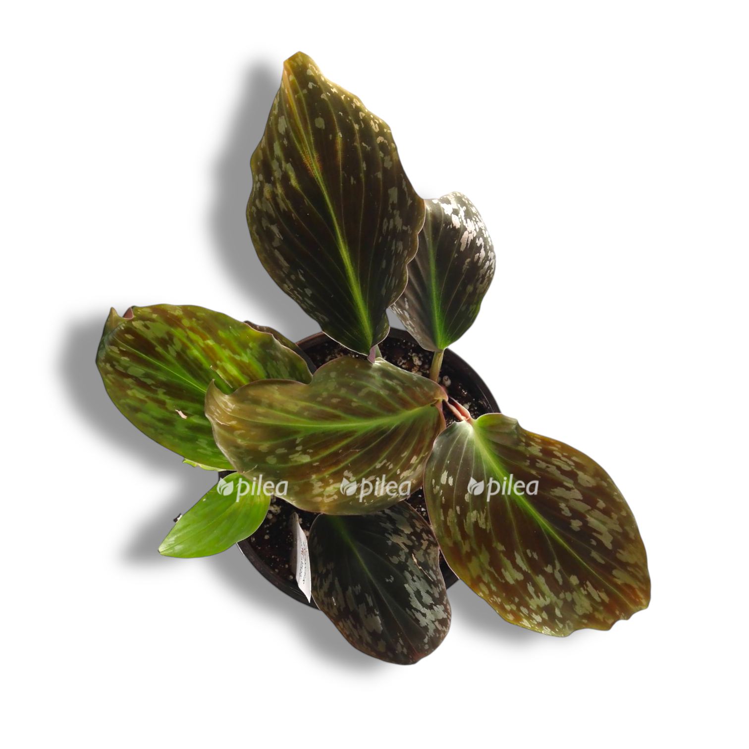 cornukaempferia aurantiflora jungle silver