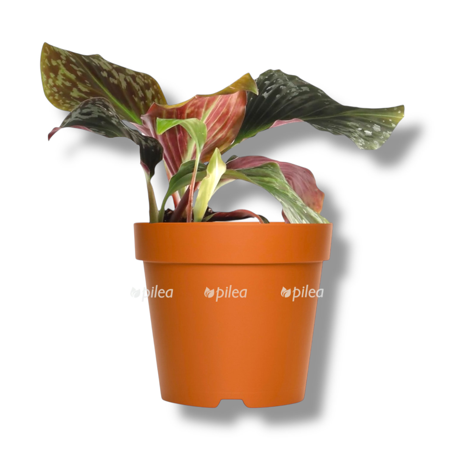 cornukaempferia aurantiflora jungle silver