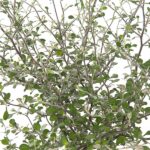 corokia maori green 19 cu
